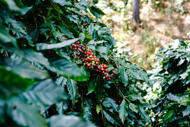 colonial canopy coffee plantation 1